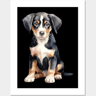 Puppy Entlebucher Mountain Posters and Art